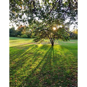 Tree at the End of the Day  11 x 14 print